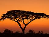 Africa 003 : Acacia, Africa, Botswana, Evening Glow, Makgadikgadi, Nature, Trees